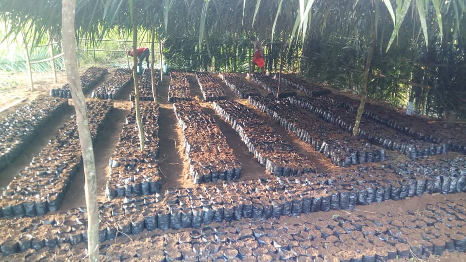 Création d’une exploitation communautaire d’agroforesterie à Nanga